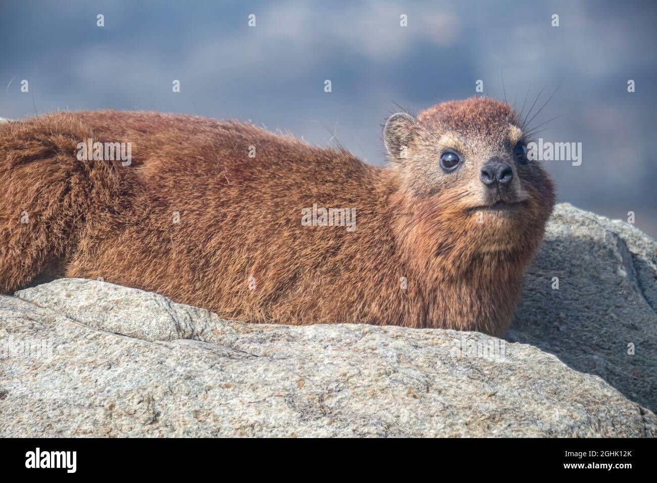 Nahaufnahme von Cape hyrax ( Procavia capensis) oder Dassie an der Mündung des Storms River im Tsitsikama National Park, Western Cape, Südafrika. Stockfoto