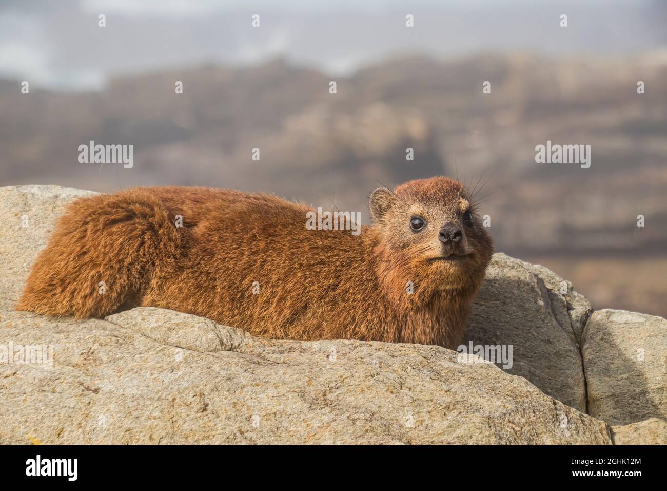 Cape hyrax oder Rock hyrax oder Dassie sonnen sich auf dem Felsen am Meer bei Storms River Mündung im Tsitsikama National Park, Südafrika. Stockfoto