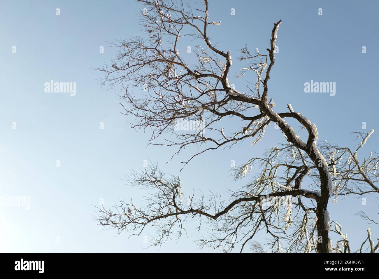 Landschaft mit einem eisigen Baum vor einem blauen Himmel Stockfoto