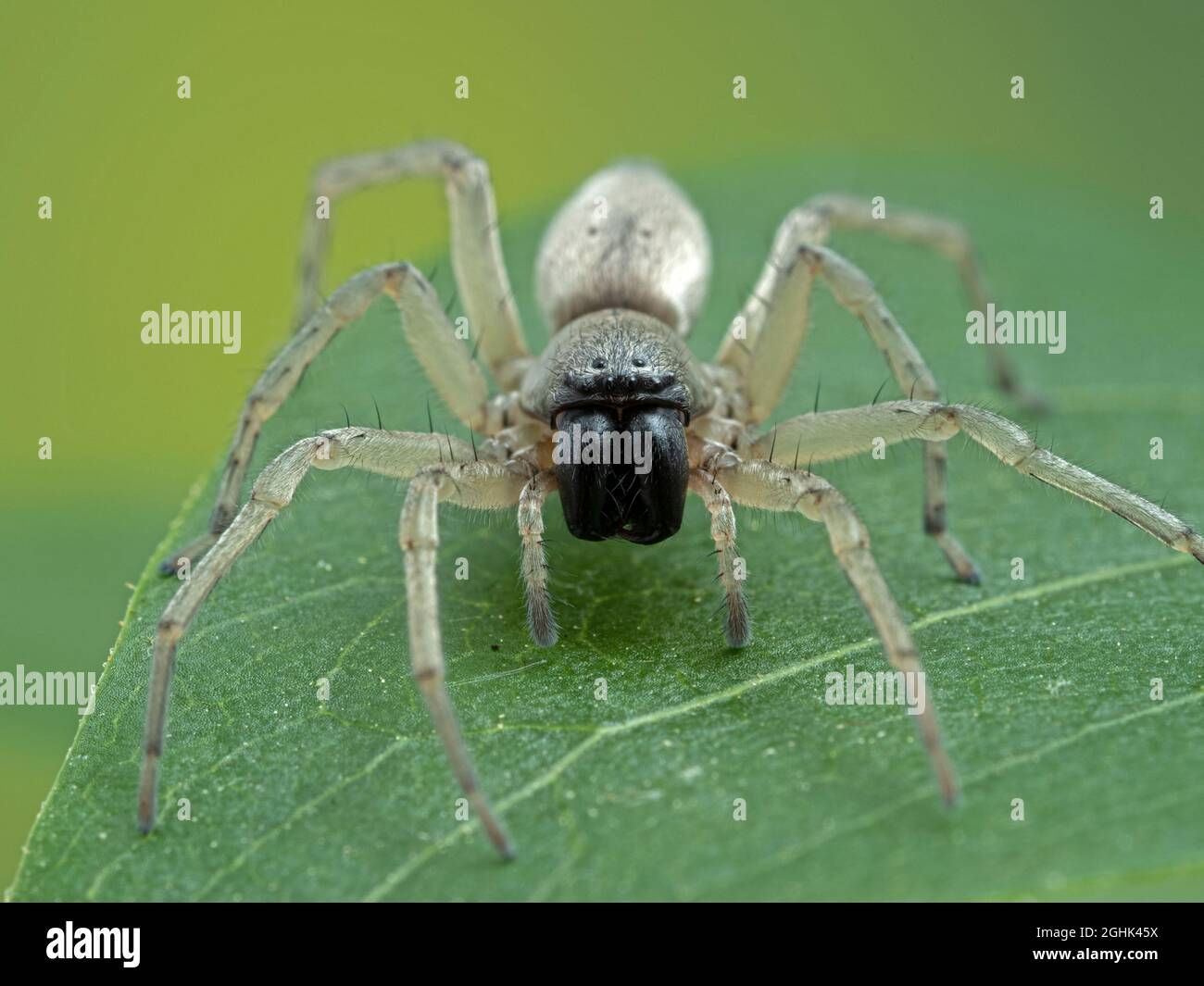 Invasive spinnenarten -Fotos und -Bildmaterial in hoher Auflösung – Alamy