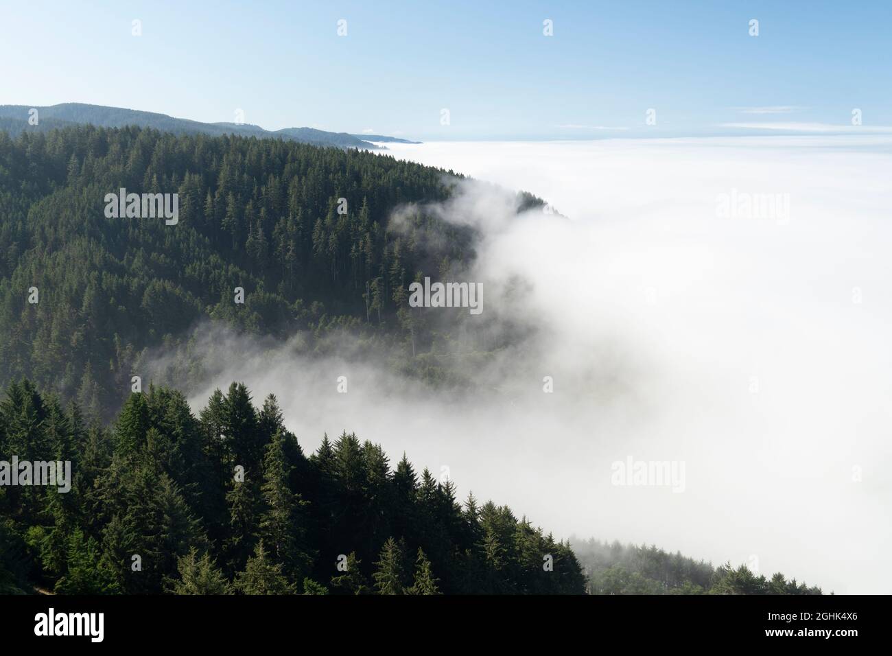 Küstennebel am Rande der Oregon Coast Range, USA Stockfoto