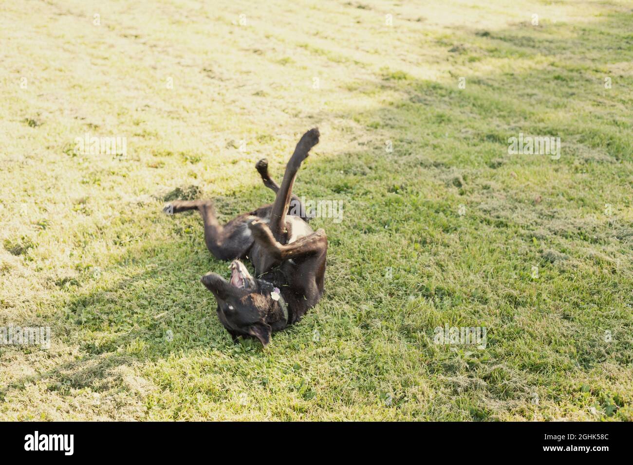 Fröhlicher schwarzer Hund, der in frisch geschnittenem Gras herumrollt. Stockfoto