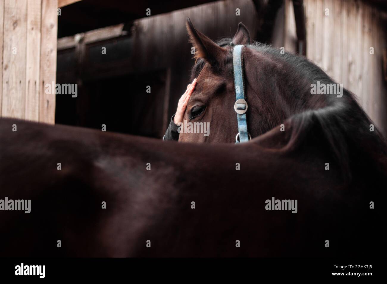 Porträt einer Person streicheln Pferdekopf aus der Nähe | schöne Lorbeer genießen streicheln seinen Kopf. Bindung zwischen Mensch und Pferd Stockfoto