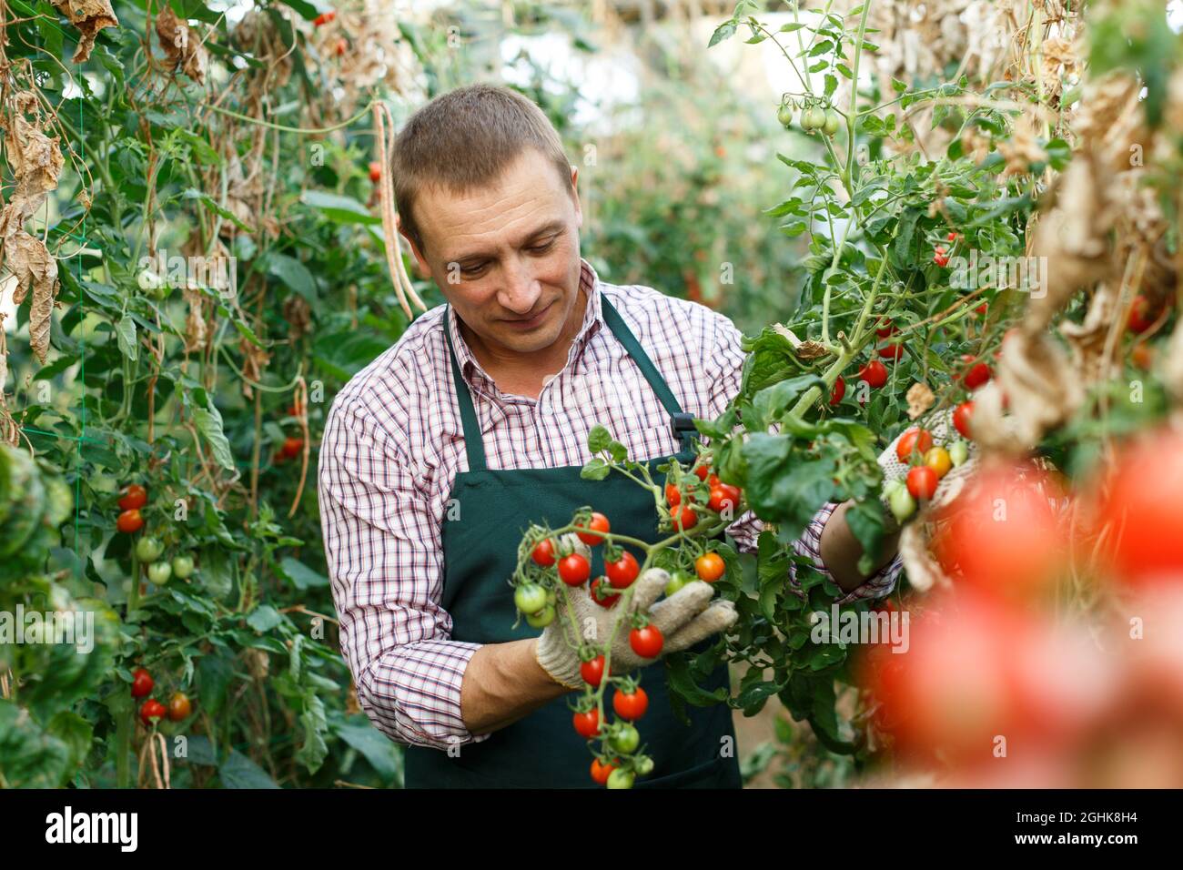 Mann Gärtner arbeitet mit der Ernte von Tomaten im Treibhaus