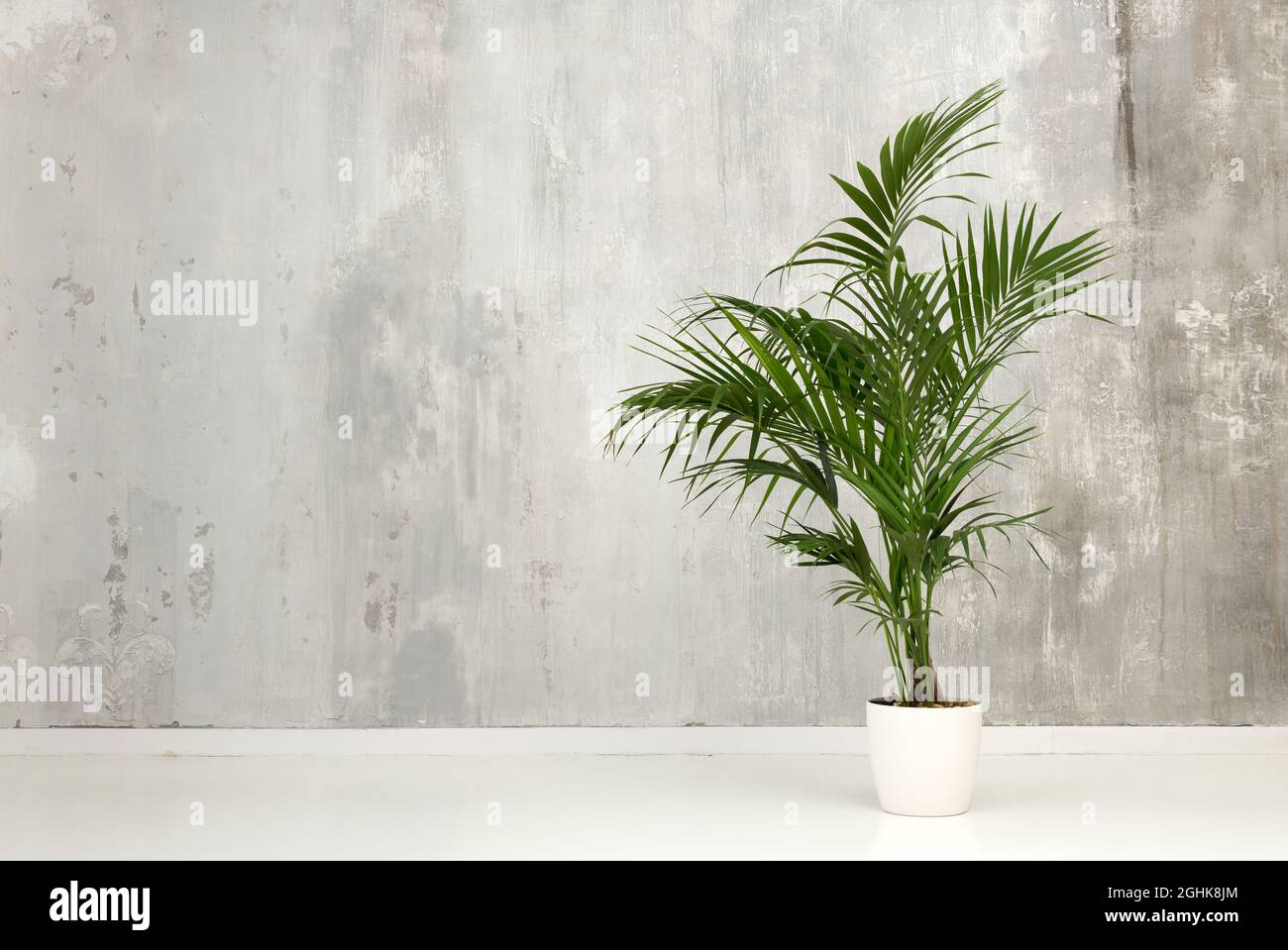 kunstpflanze 120 cm Palm Phoenix 120 cm main image 1