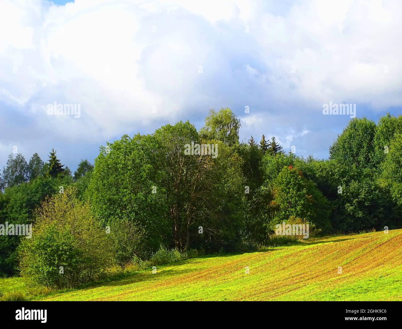 Winterpflanzen Feld auf Wald Hintergrund Stockfoto