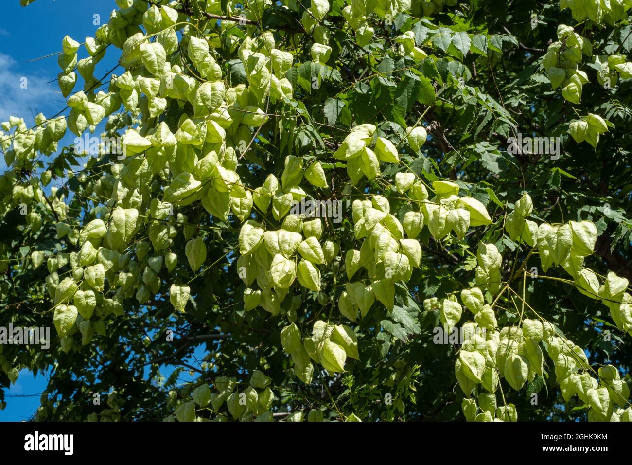 Goldener Regenbaum oder Stolz Indiens, Koelreuteria paniculata in Blüte und Frucht. Stockfoto
