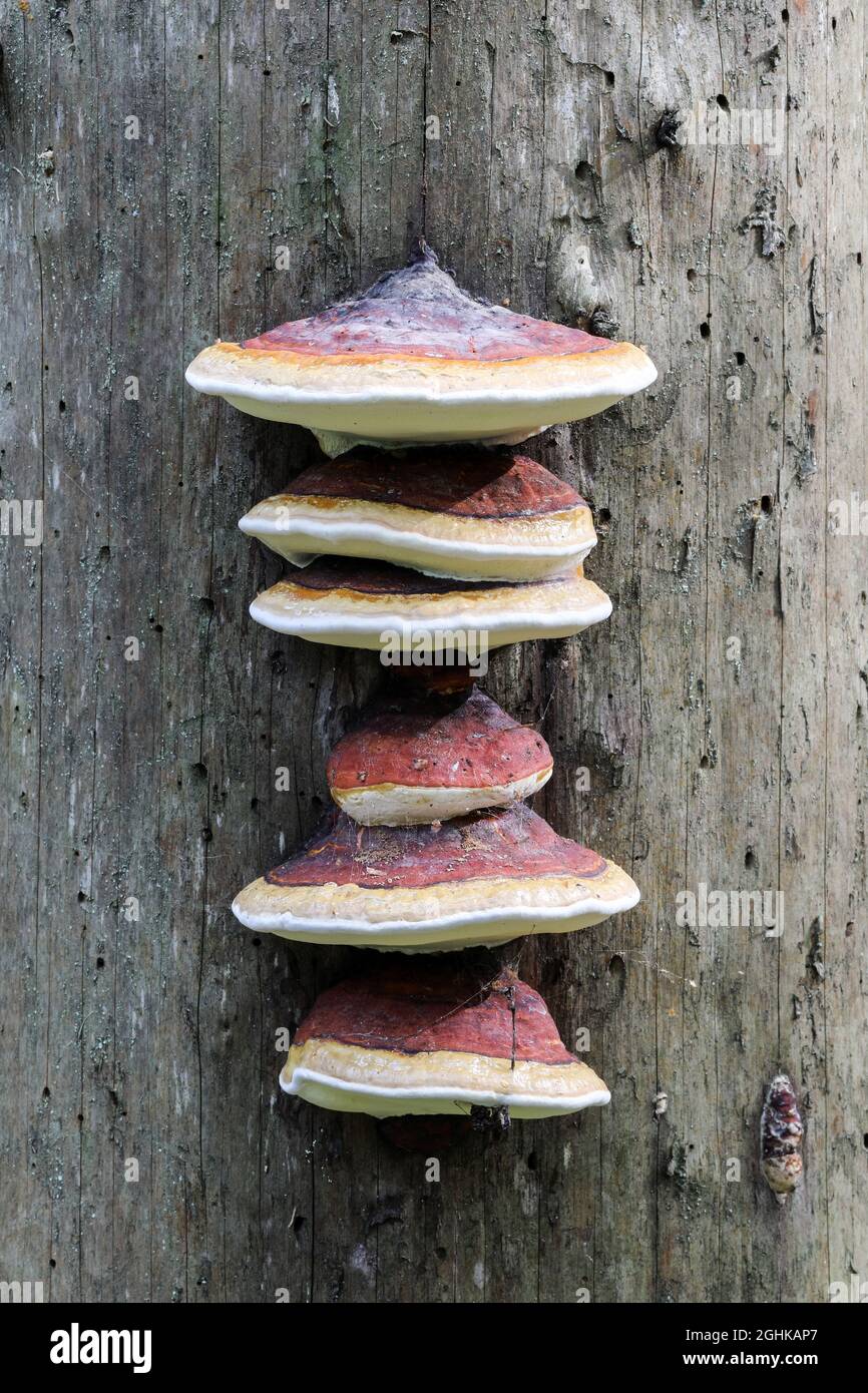Rot Gurt conk (Fomitopsis pinicola) Stockfoto