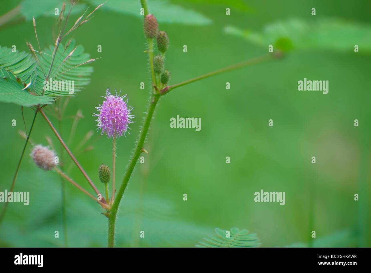 Mimosa pudica flower.sensitive Baum, verschlafte Pflanze, Aktionsbaum, Touch-Me-Not, Scham Pflanze. Stockfoto