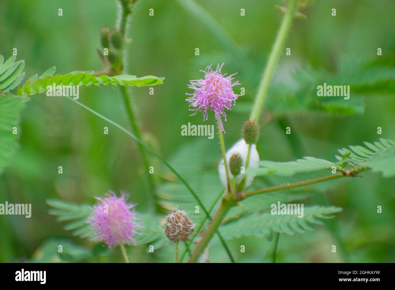 Mimosa pudica flower.sensitive Baum, verschlafte Pflanze, Aktionsbaum, Touch-Me-Not, Scham Pflanze. Stockfoto