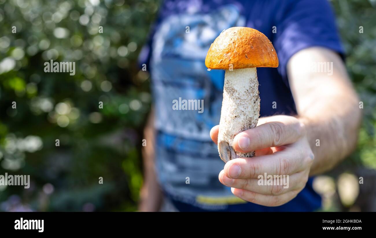 Ein Mann hält einen Steinpilz in der Hand. Saisonales Pilzsammeln. Vegetarische Bio-Wildgerichte. Suche und Sammlung von essbaren Pilzen im Wald. Stockfoto