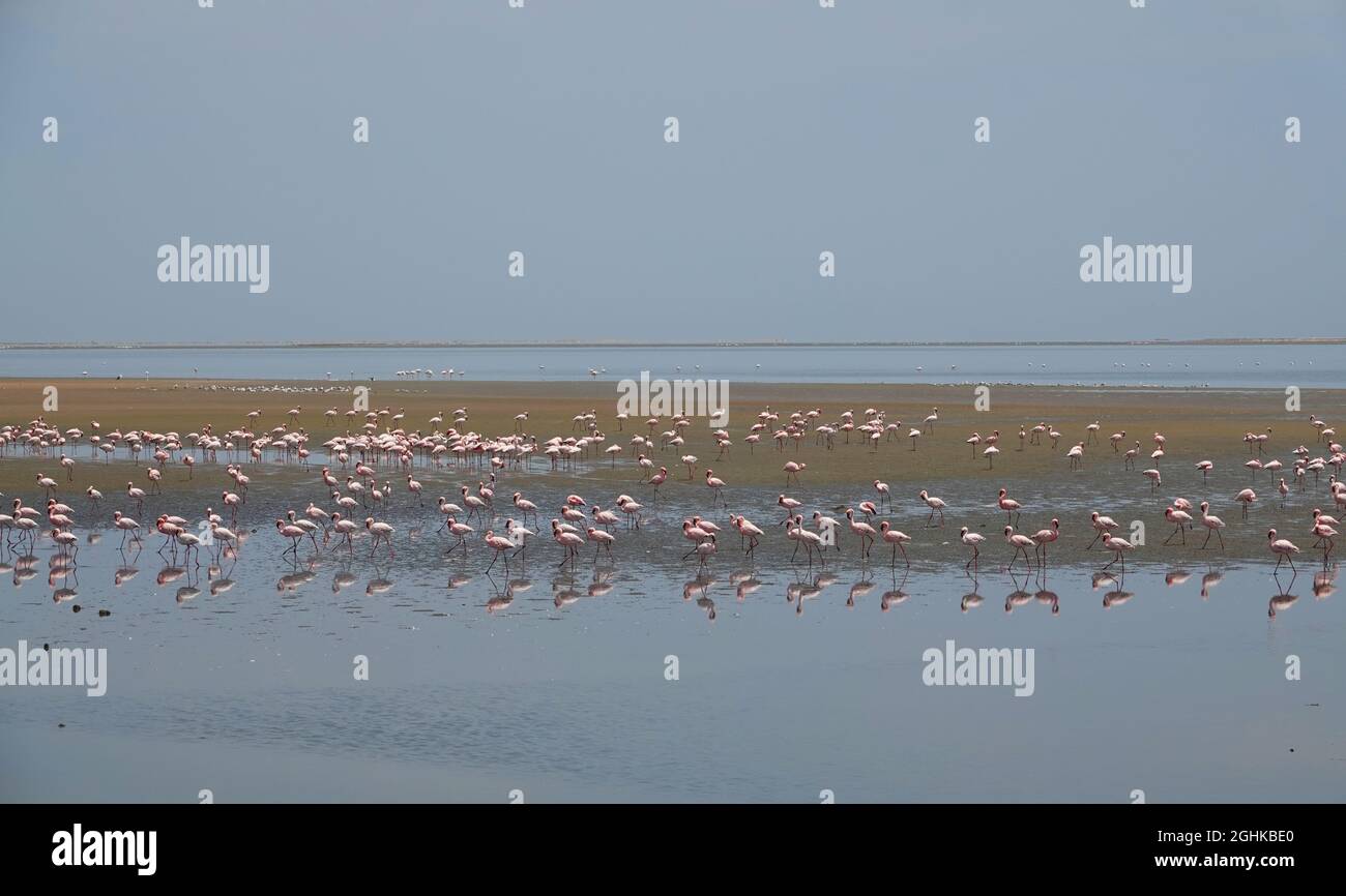 Abends füttern oder ruhen sich in der Lagune Flamingos aus. Spezielles Sanddünengelände. Herden von Flamingos (Flamingos). Walvis Bay (Wal Stockfoto