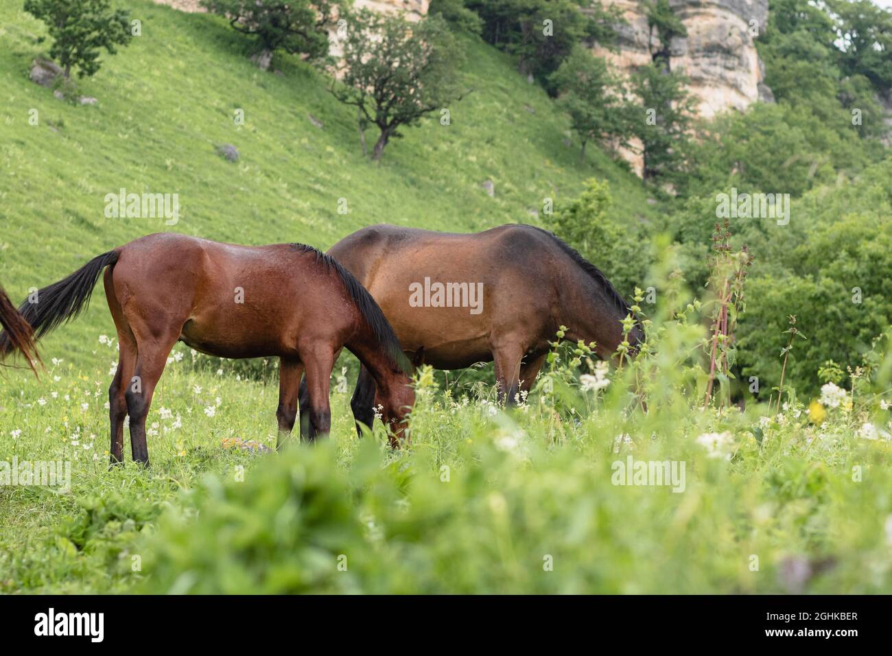 Zwei braune Pferde stehen im Hintergrund des Berges. Ihre Köpfe sind wegen des Grases nicht zu sehen. Eine Alm. Der Begriff des Lebens Stockfoto