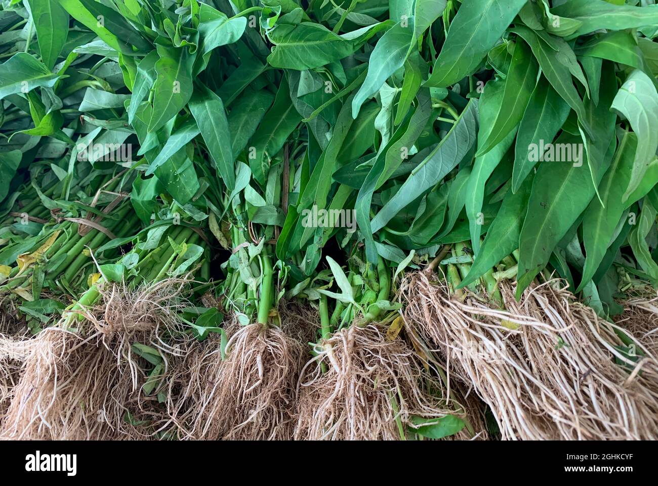 Wasserspinat (Ipomoea aquatica), grüne Blätter, Stängel und Wurzeln im Gemüsemarkt Stockfoto