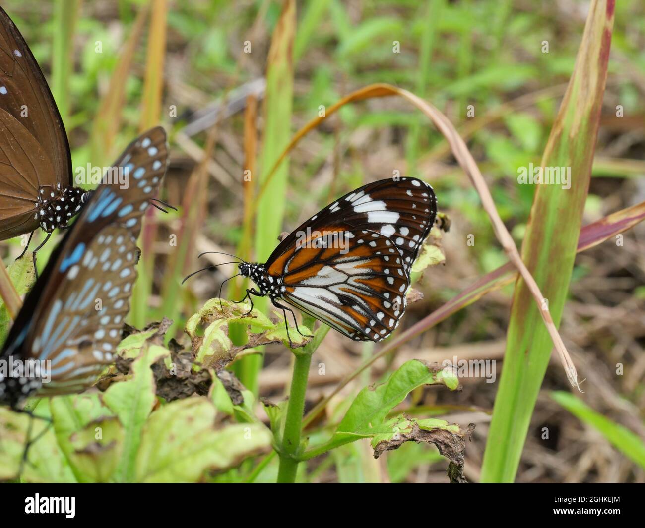 Schwarz geäderter Tiger-Schmetterling auf grünem Blatt der Baumpflanze im Wald, orange-weiß und schwarz gemusterte Farbe auf Flügel des tropischen Insekts Stockfoto
