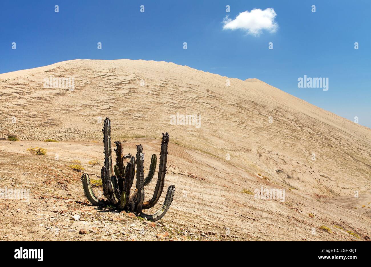 Cerro Blanco Sanddüne mit Kaktus, eine der höchsten Dünen der Welt, in der Nähe von Nasca oder Nazca Stadt in Peru Stockfoto