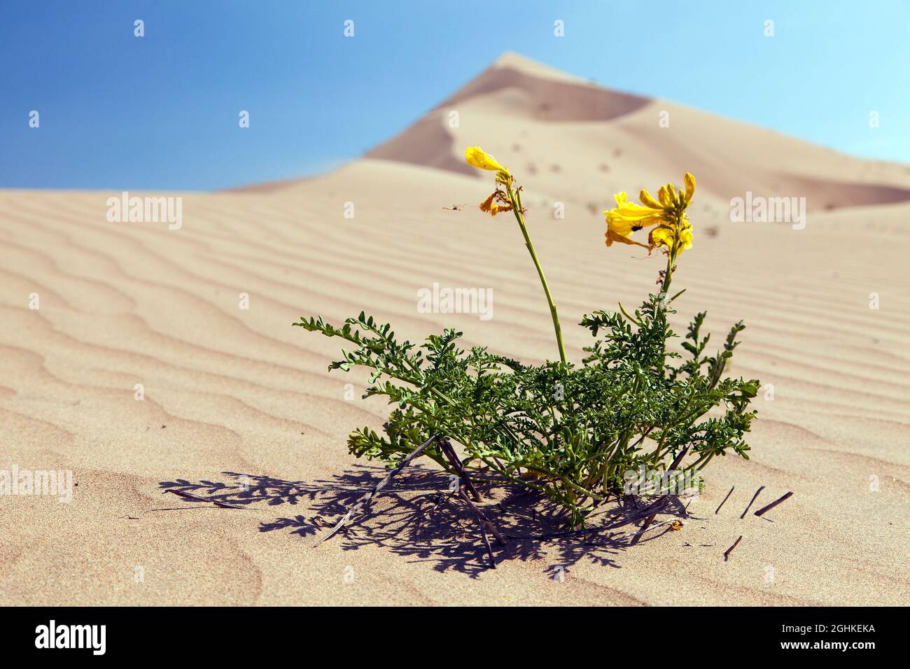 Gelbe Blüten blühen auf der Sanddüne Cerro Blanco, den höchsten Dünen der Welt, in der Nähe von Nasca oder Nazca Stadt in Peru Stockfoto