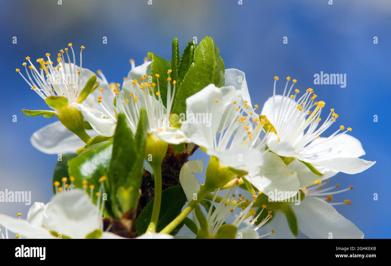 Blick auf die weiße Blume der grünen Pflaume auf blauem Himmel Hintergrund Stockfoto