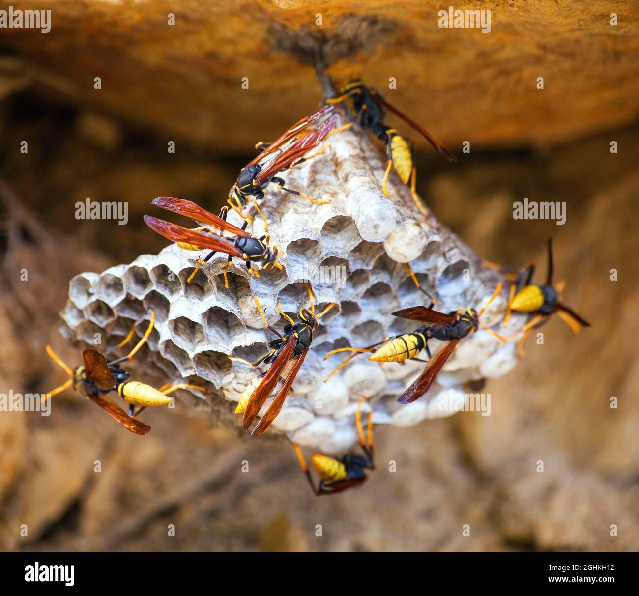 Blick auf Wespen auf dem Kamm, wildes Insekt sammelt Nektar Stockfoto