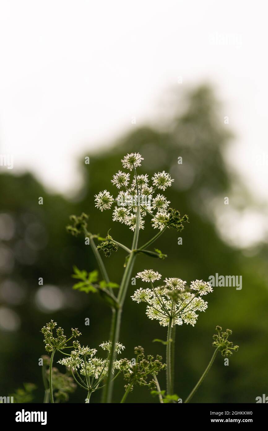 Britische Landschaft Grün, Pläne Blumen usw., um die Mittagszeit genommen Stockfoto