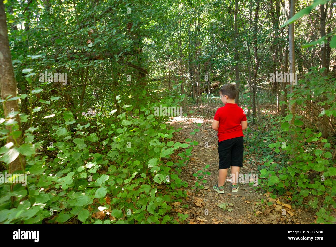 Rückansicht eines Jungen, der im Wald spazieren geht Stockfoto