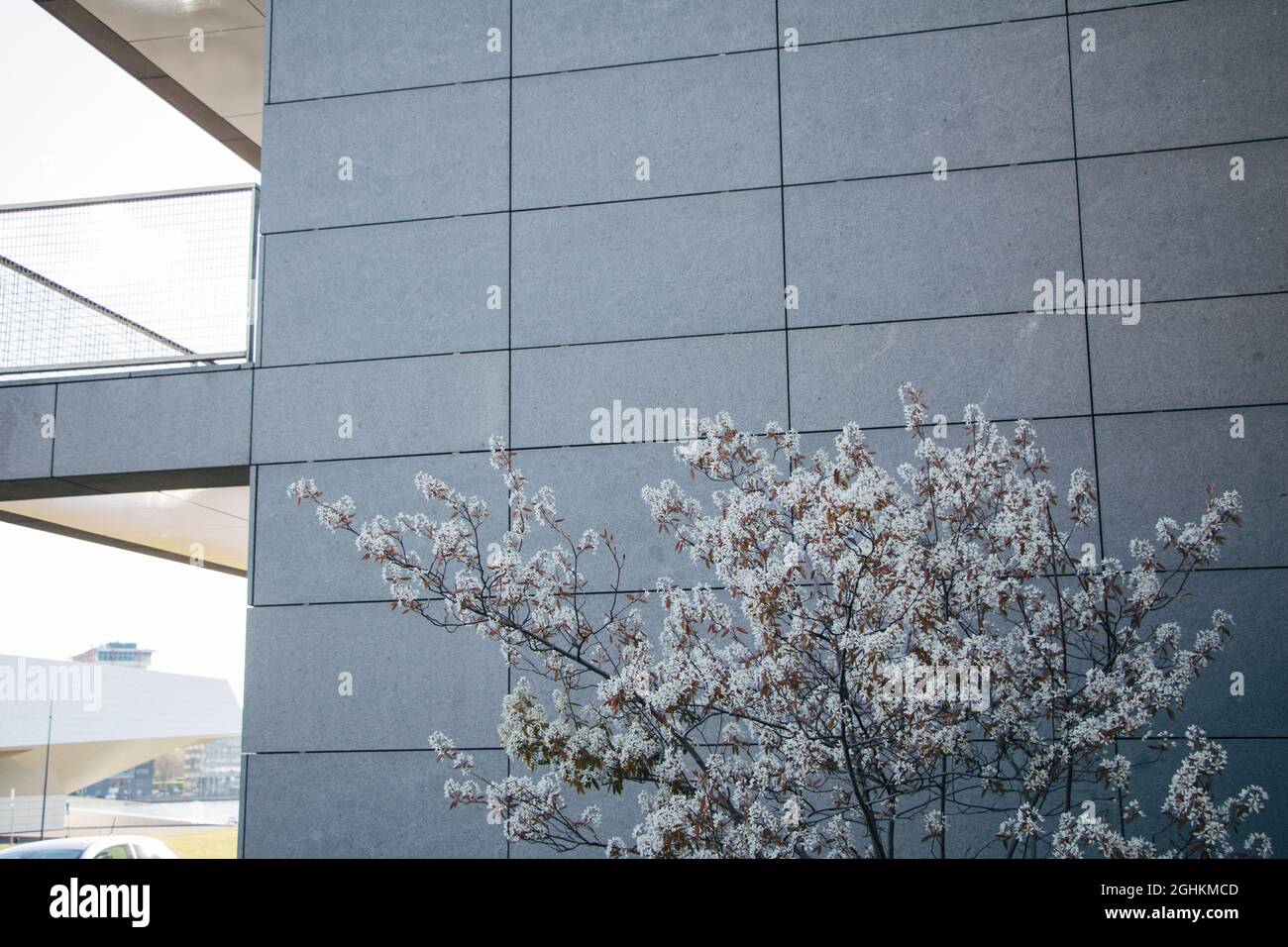 Natur und die Stadt - moderne Architektur mit grauen Blöcken und Steinplätzen mit schönem Kirschblütenbaum Stockfoto