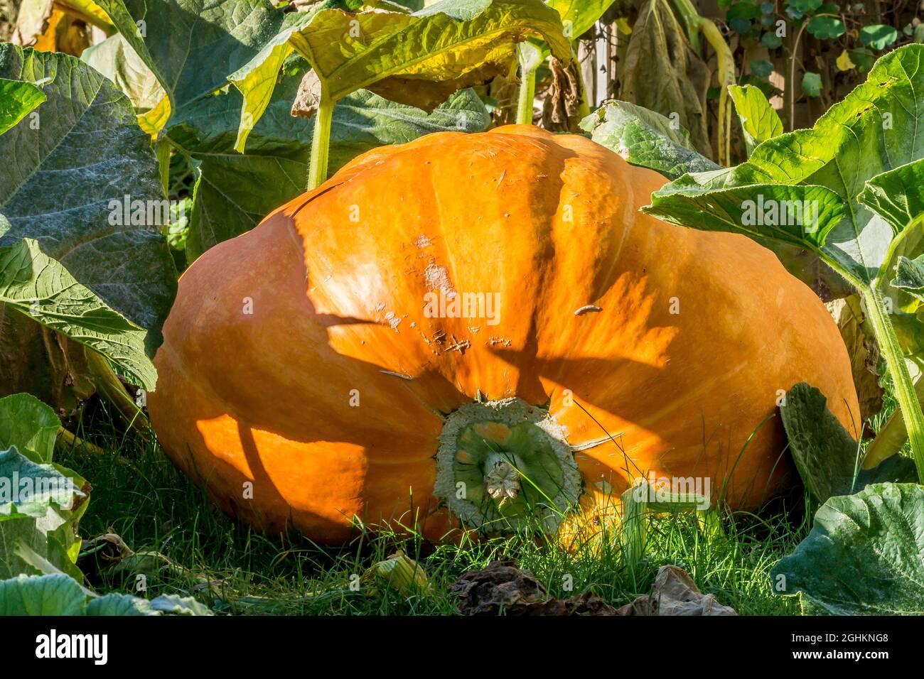 Cucurbita maxima 'Show King' Stockfoto