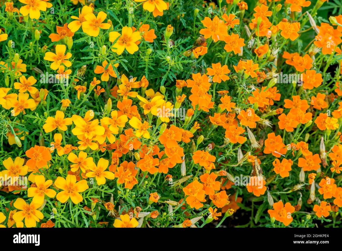 Tagetes tenuifolia 'Tangerine' Stockfoto