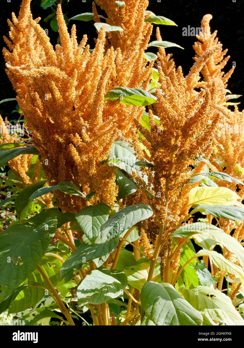 Amaranthus cruentus Fotos und Bildmaterial in hoher Auflösung Alamy