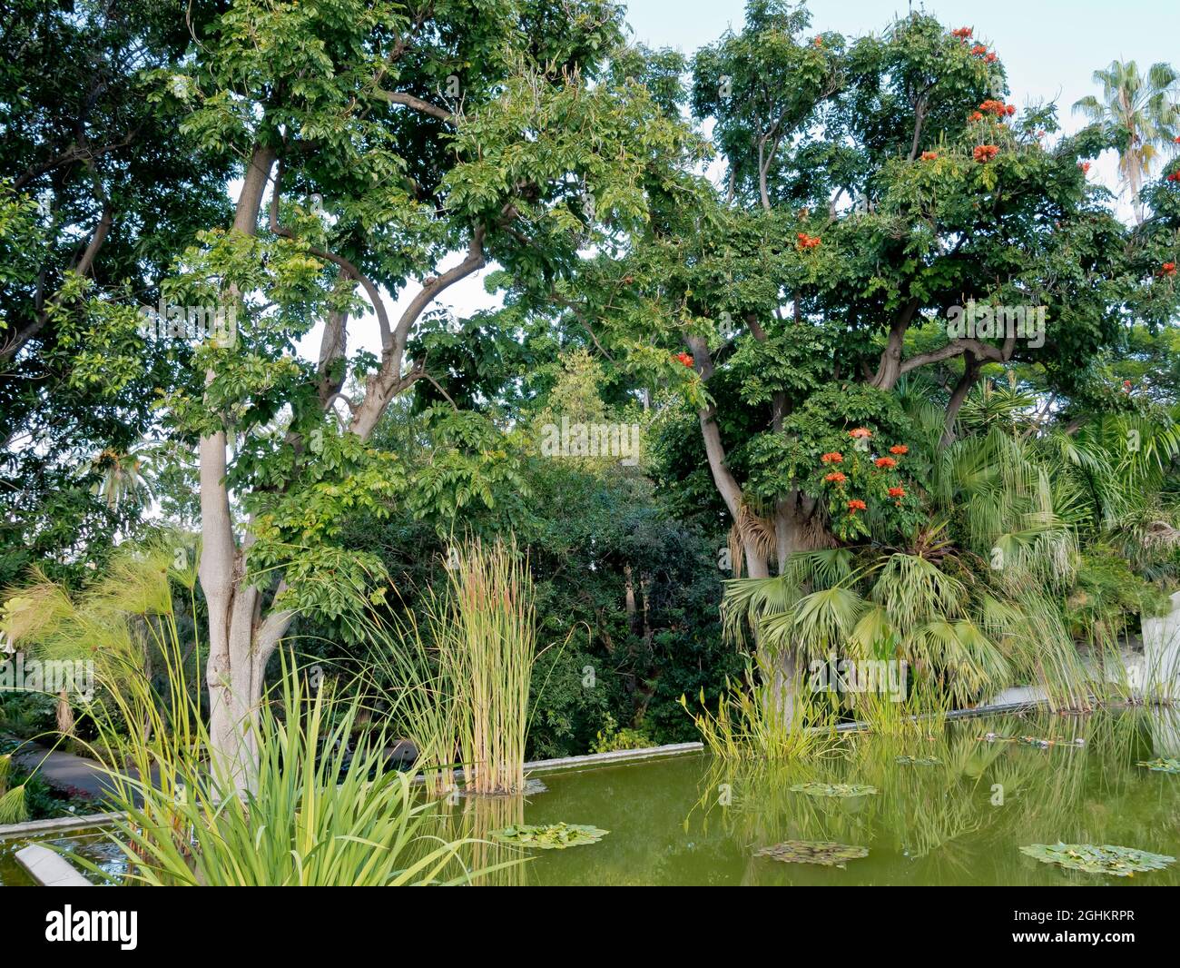Sagittaria, Papyrus, Nympheae, Spathodea campanulata, Jardin de Aclimatacion de la Orotava, Puerto de La Cruz, Teneriffa, Iles Canaries, Espagne Stockfoto