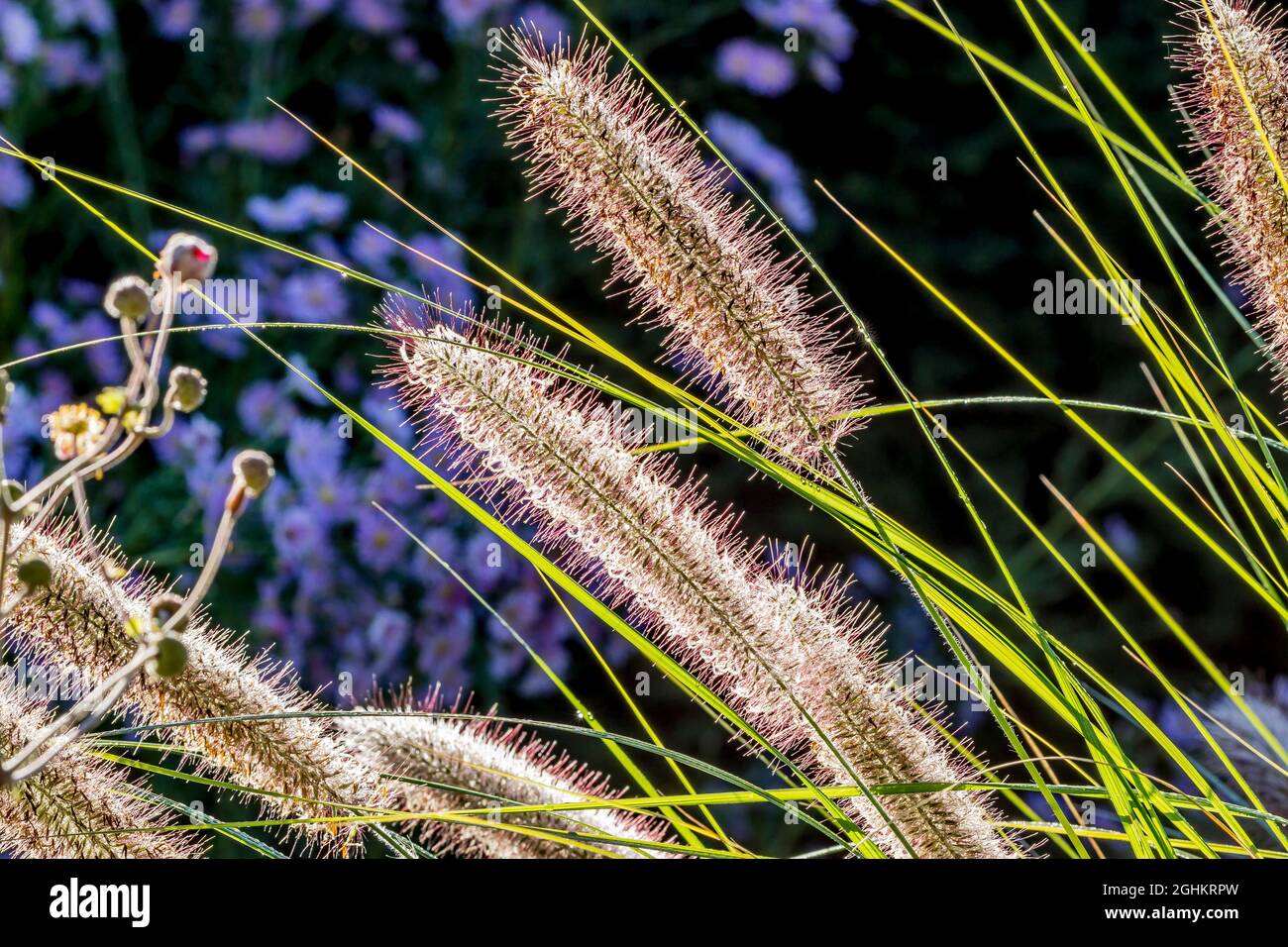 Pennisetum alopecuroides 'Japonicum' Stockfotografie Alamy