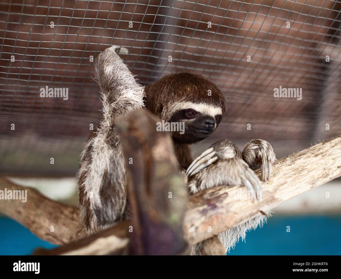 Bradypus variegatus oder Sloth in Gefangenschaft Stockfoto