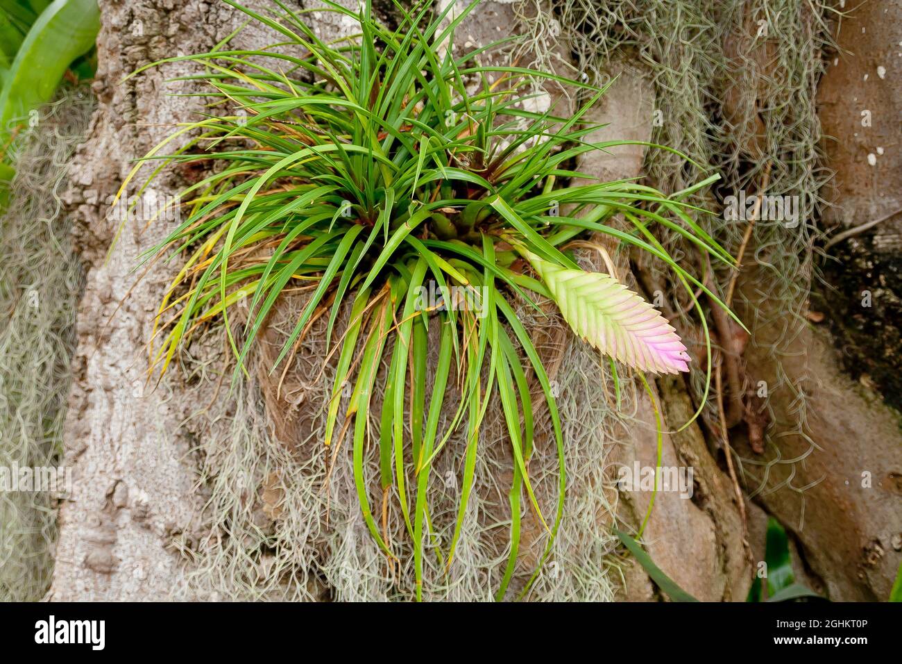 Cyanea sp Fotos und Bildmaterial in hoher Auflösung Alamy