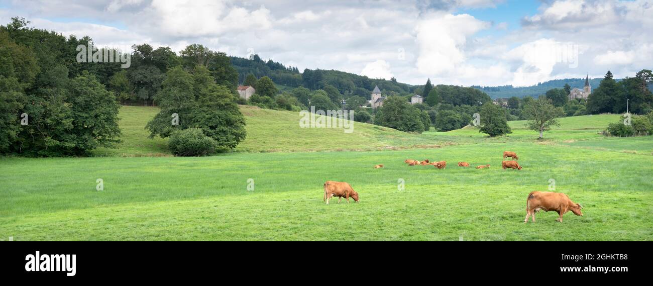 Braune Kühe grasen auf einer grünen Wiese in der Nähe des Dorfes nicht weit von der französischen Stadt limoges Stockfoto