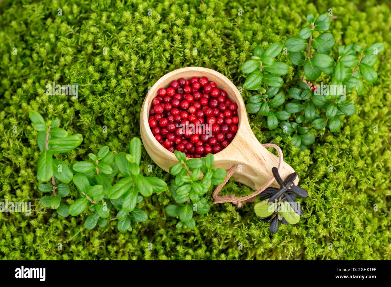 Frische rote Preiselbeeren in einem Holzbecher auf weichem Moosteppich im Wald. Köstliches und gesundes Bio-Food-Konzept. Stockfoto