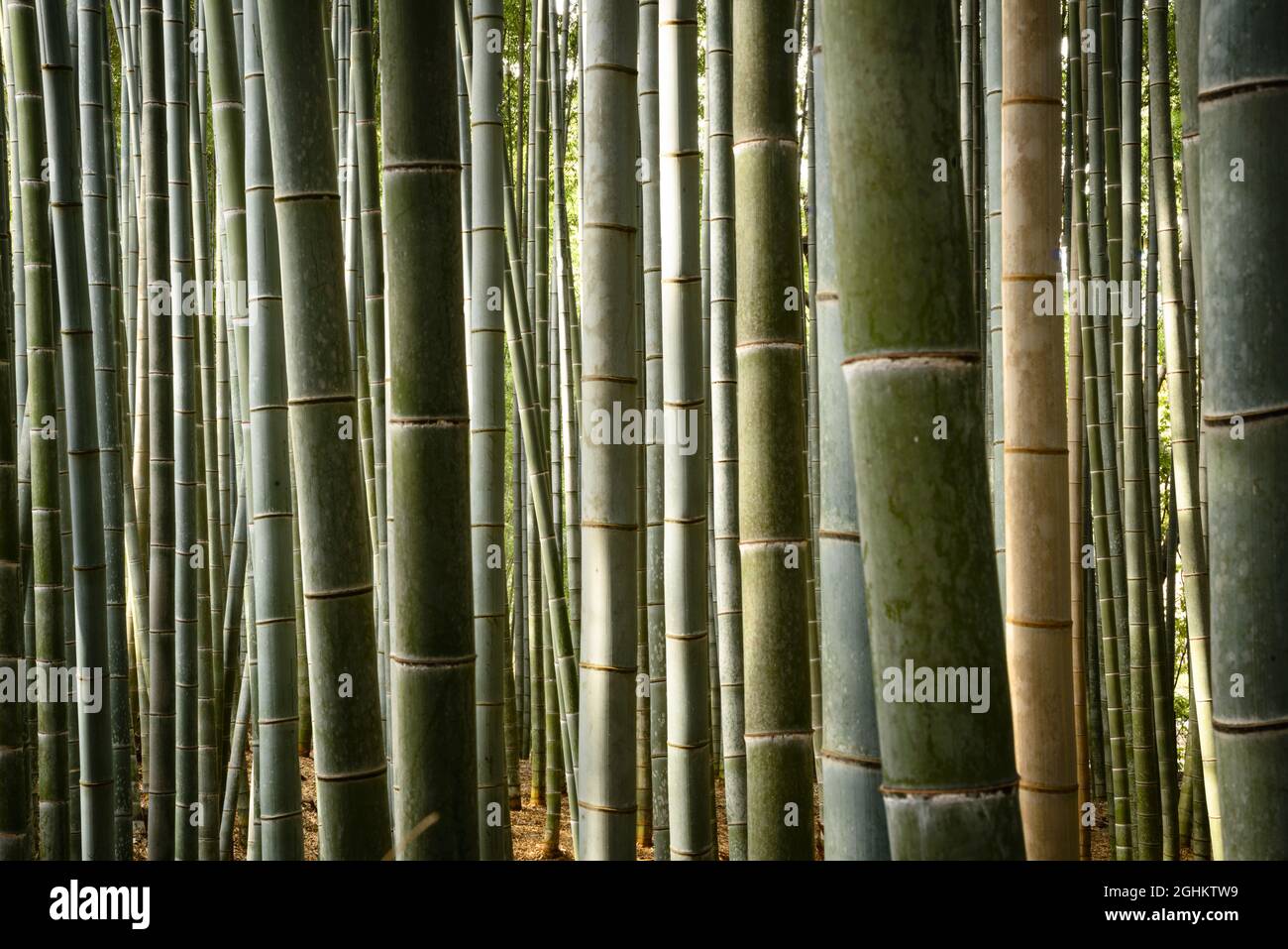 Bambusstämme Stockfoto