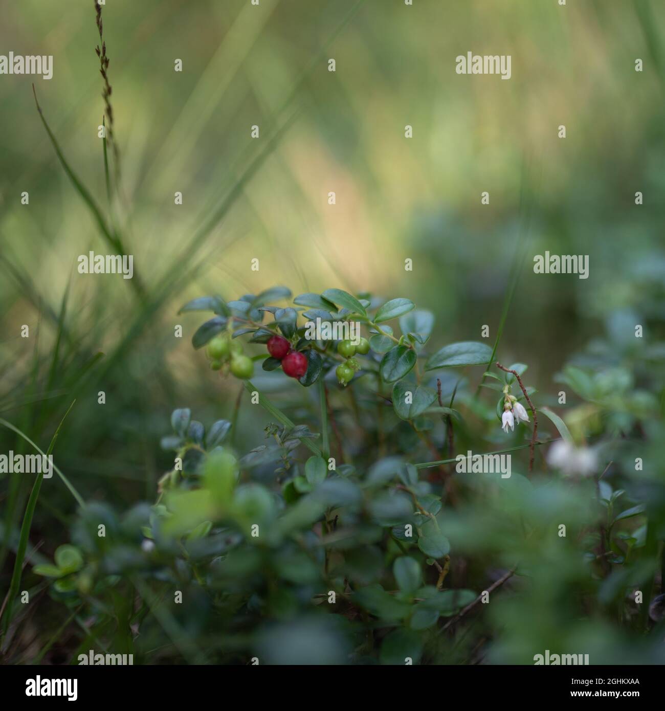 Wilde Beeren auf einem grünen Hintergrund der vegetativen in Holz Stockfoto