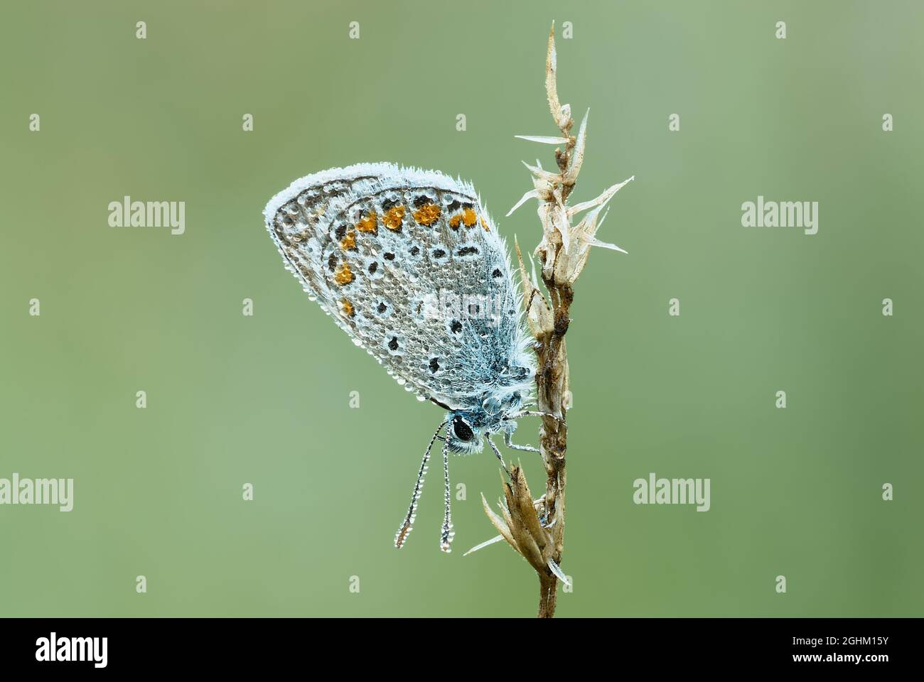 Gewöhnlicher Blauer Schmetterling mit Wassertropfen auf den Flügeln, Morgentau. Sitzen auf trockenem Gras. Seitenansicht, Nahaufnahme. Speicherplatz kopieren. Gattung Polyommatus icarus. Stockfoto