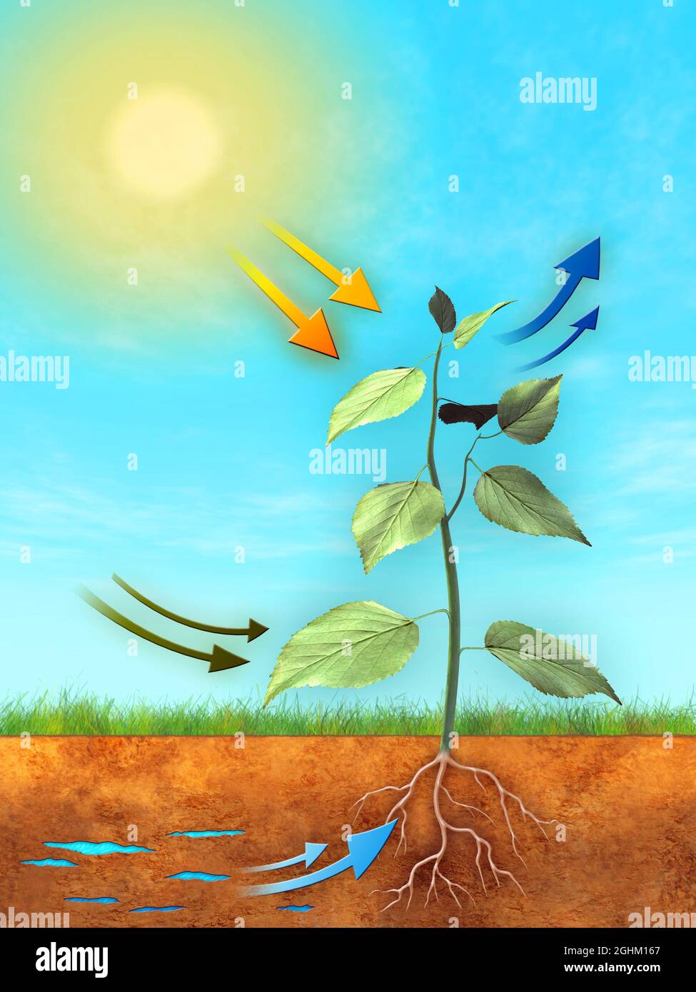 Grundlegendes Verfahren zur Photosynthese: Wasser, Kohlendioxid und Licht werden zur Produktion von Sauerstoff und Zucker verwendet. Digitale Illustration. Stockfoto