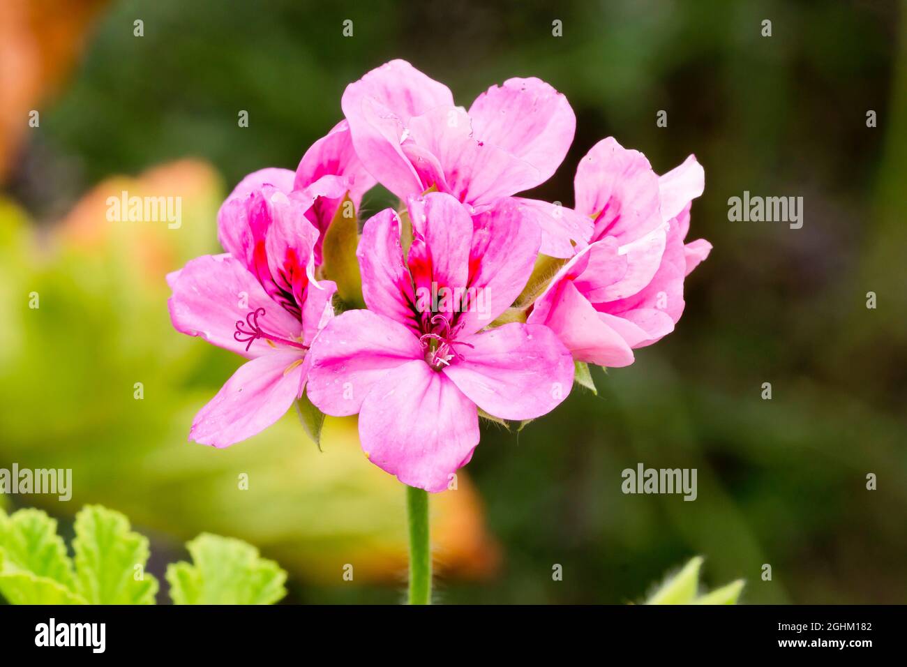 Pelargonien pelargonium sp Fotos und Bildmaterial in hoher Auflösung
