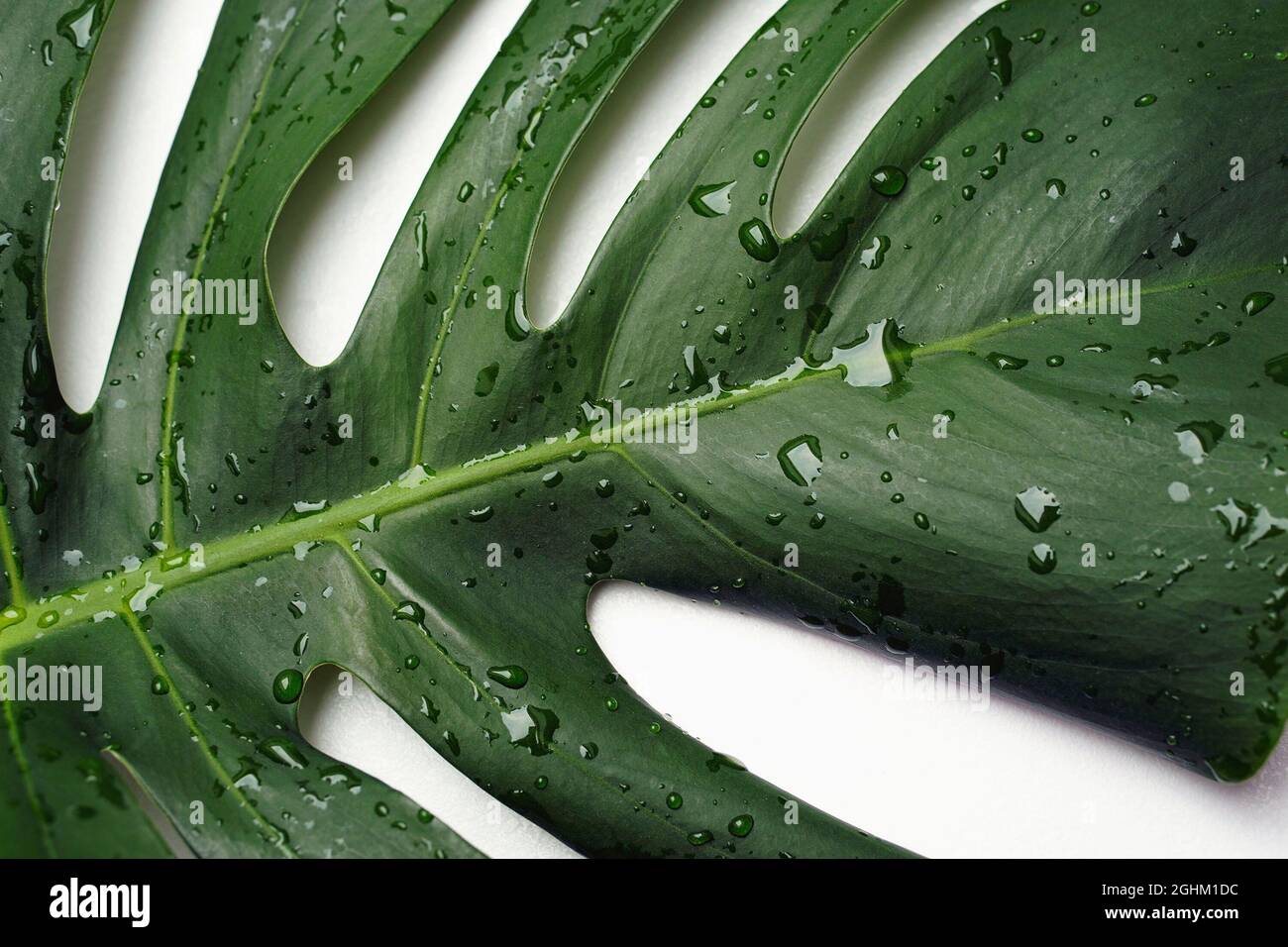 monstera pflanze klein Fensterblatt Monstera Deliciosa – vielgrün main image 0