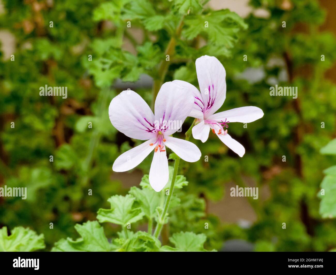 Pelargonien pelargonium sp Fotos und Bildmaterial in hoher Auflösung