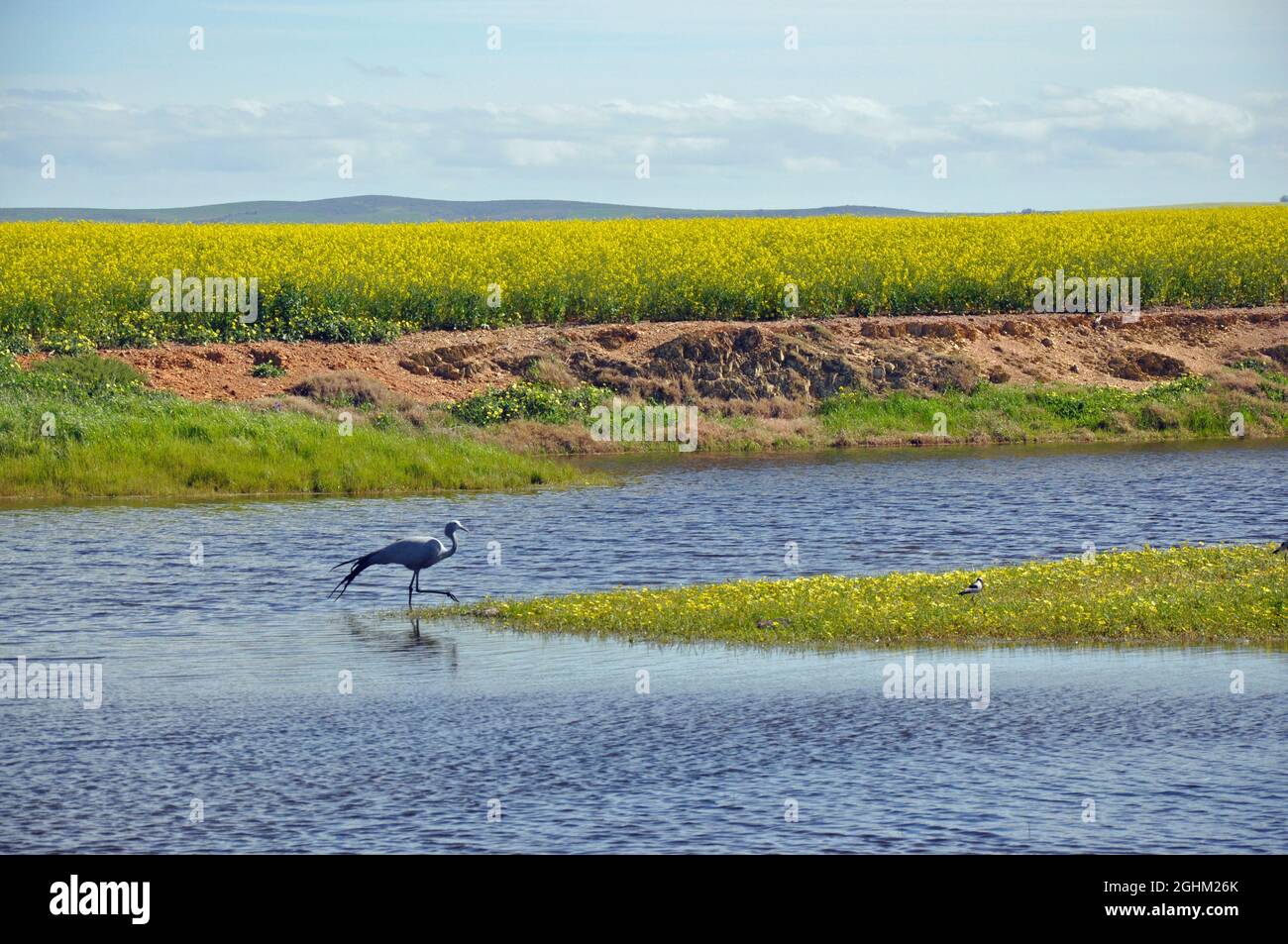 Eine seltene Sichtung eines Blauen Krans im Westkap. Der Nationalvogel Südafrikas wird von der ICUN als „verwundbar“ aufgeführt. Stockfoto