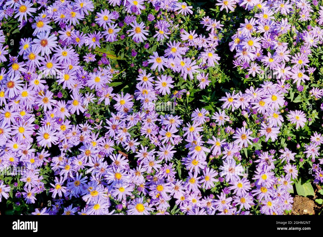 Neubelgische Aster Stockfotos und bilder Kaufen Alamy