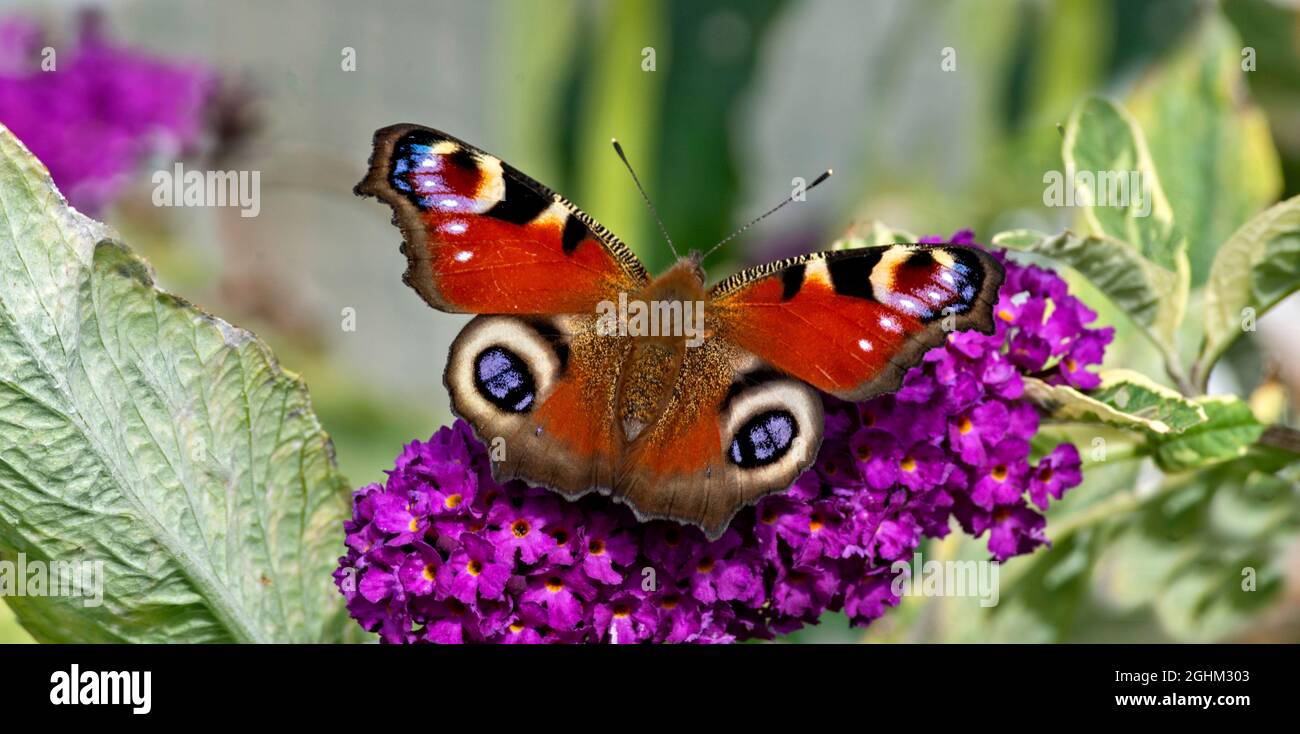 PFAUENSCHMETTERLING Aglais io FÜTTERT EINE PURPURNE BUDDLEIA Buddleja davidii Stockfoto