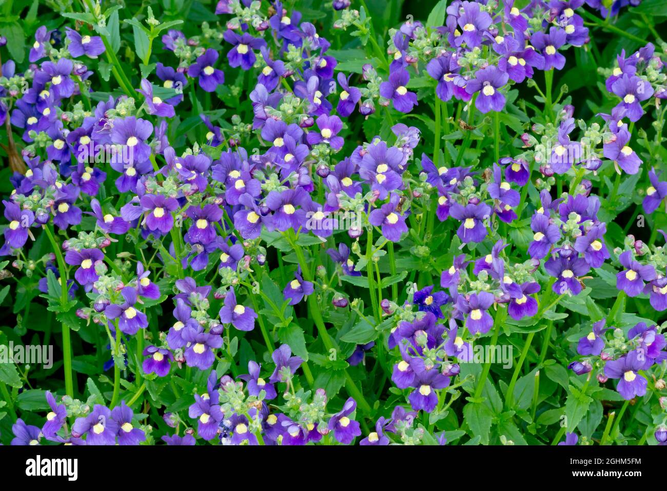 Nemesia aromatica 'Royal' Stockfoto