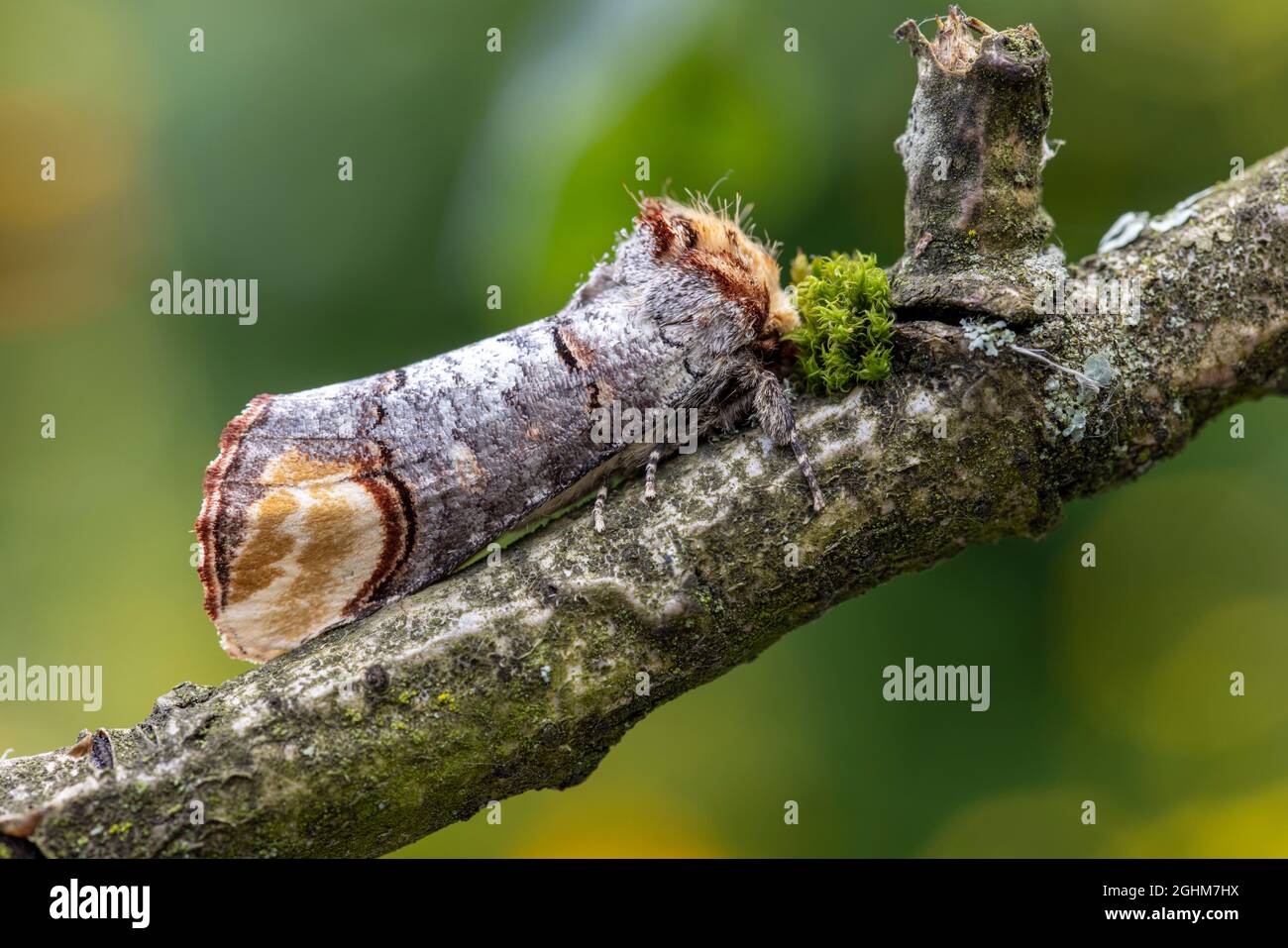 Buff-Tip Motte (Phalera bucephala), in Ruhe während des Tages. Stockfoto