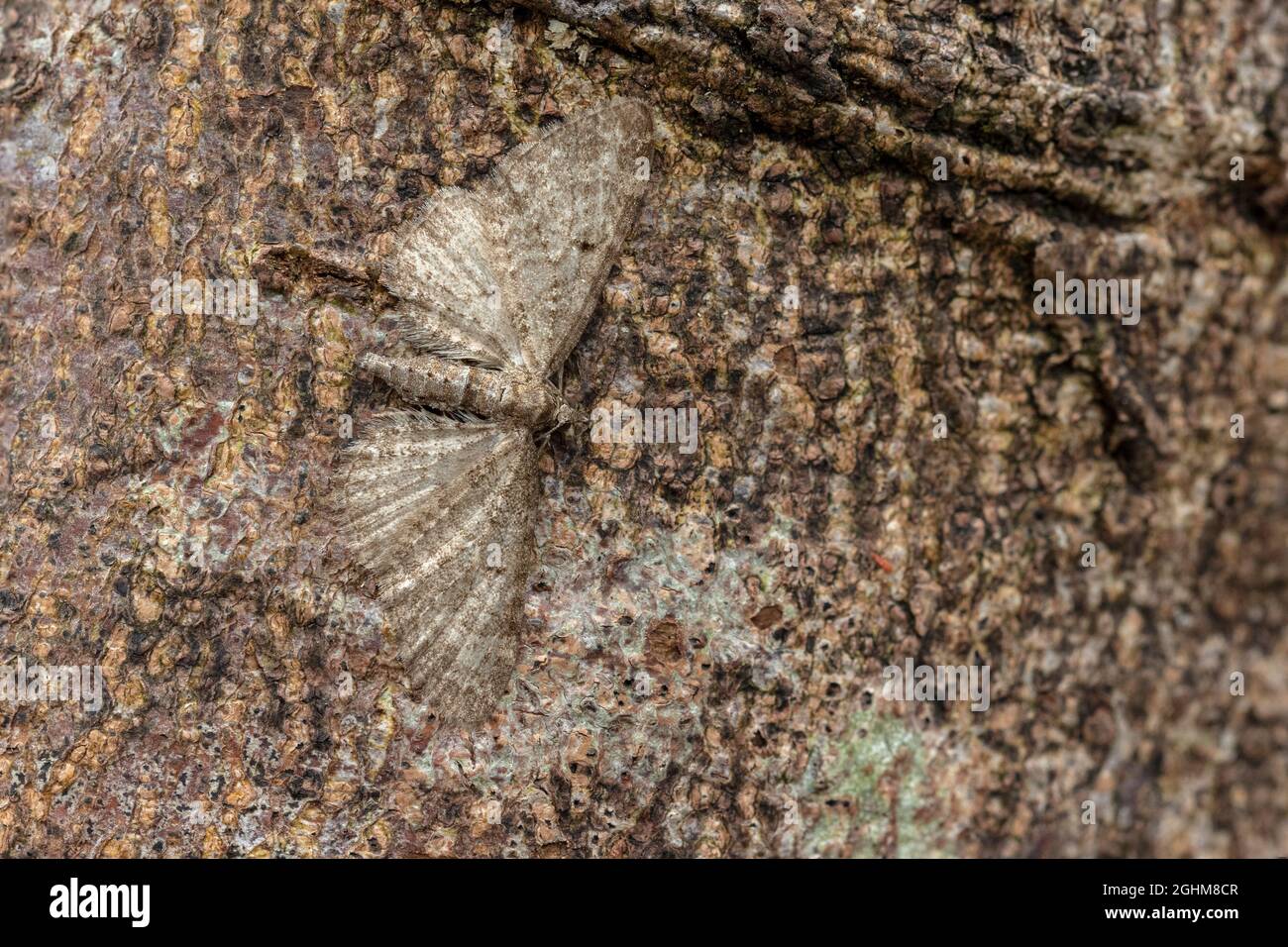 Grauer Pug (Eupithecia subfuscata) auf Baumrinde Stockfoto