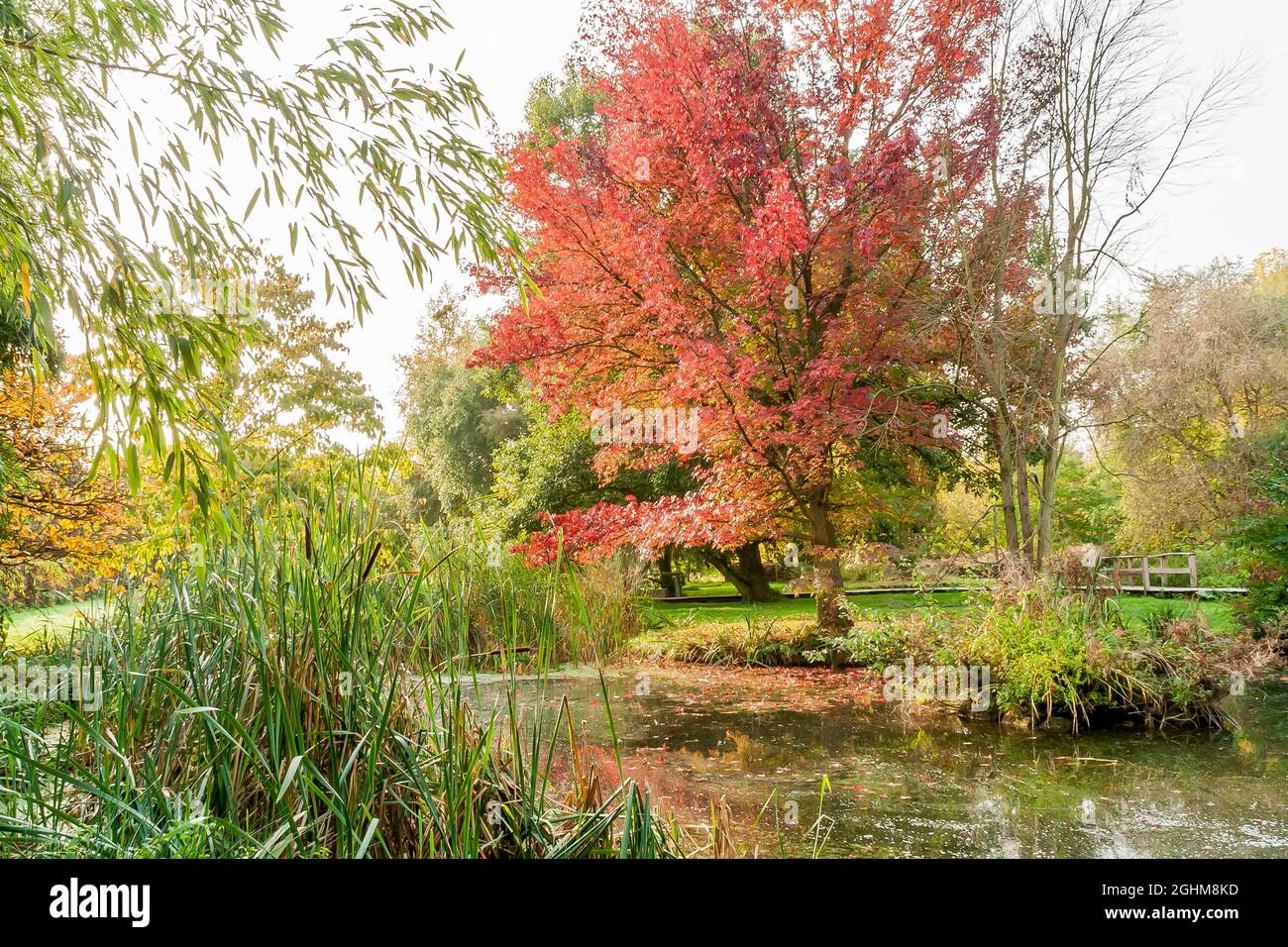 Liquidambar styraciflua 'Festival', Typha latifolia, Jardin aquatique, Arboretum de l'Ecole du Breuil, Paris, Frankreich Stockfoto