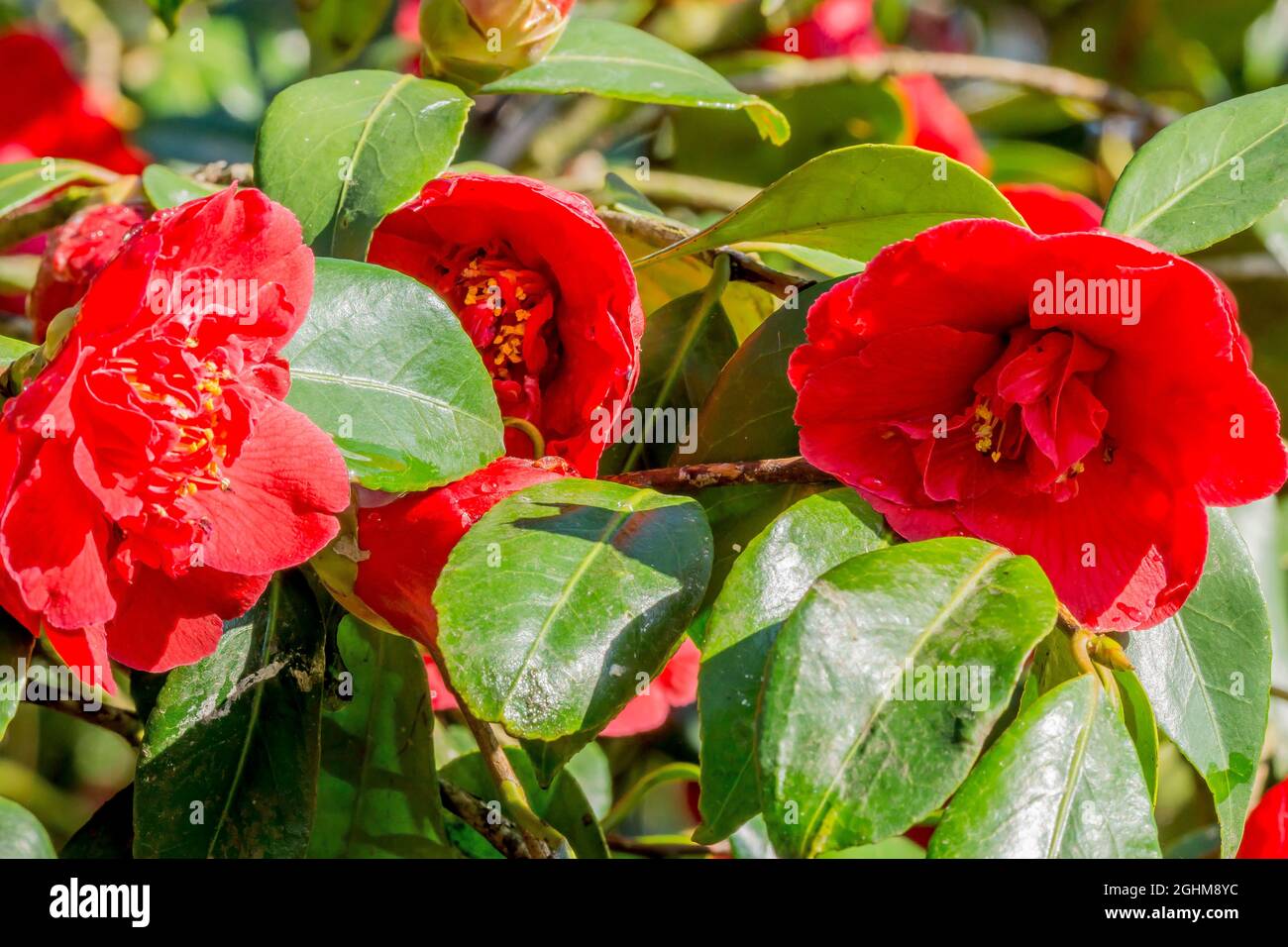 Camellia 'General Leclerc' in der Blüte im Garten Stockfoto